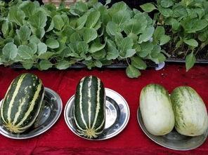 娱乐吃瓜壁纸图片,揭秘吃瓜群众背后的故事